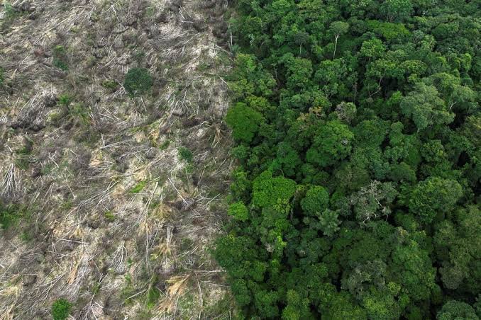 Amazônia reduz alertas de desmatamento durante estação seca