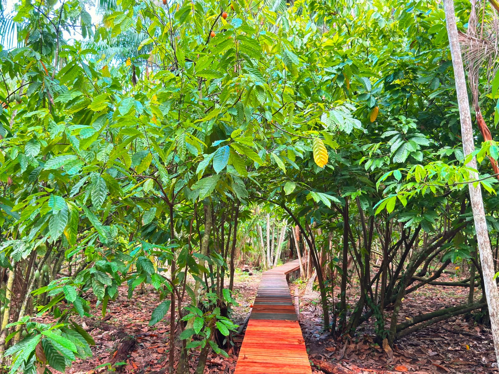 Sebrae apoia Raiz Empreendedora em Tabatinga