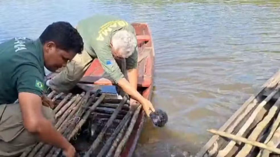 Operação resgata tartarugas e tracajás no Amazonas