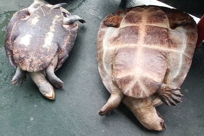 Operação resgata tartarugas e tracajás no Amazonas