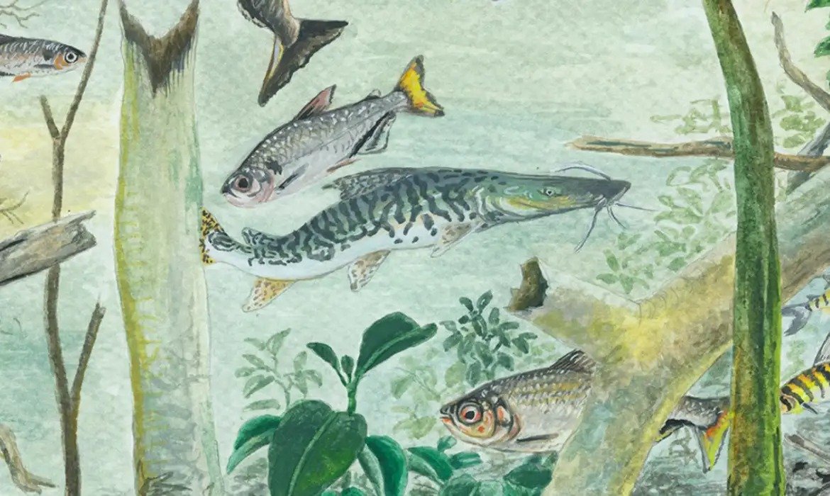 Ameaças ambientais colocam peixes amazônicos em risco